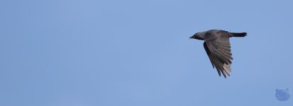 _DSC2062.jpg