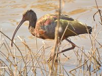 Ibis3.jpg