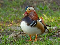 Mandarin.jpg
