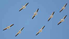Pelican2.jpg