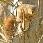 Squirrel.jpg