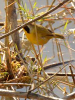 YellowBird.jpg