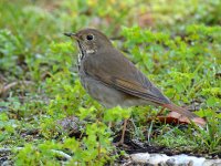 HermitThrush_2015_02_24.jpg