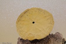 DSC_7119.jpg