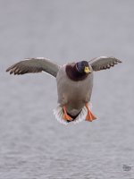 _DSC3010.jpg
