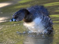Grebe.jpg