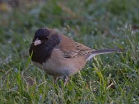 Junco2.jpg