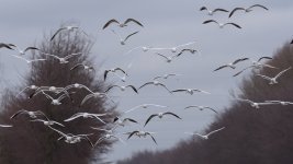 _DSC3086.jpg