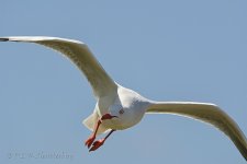 15A_9012_webshot.jpg