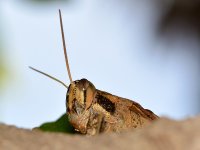 Hopper.jpg