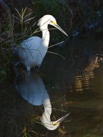 Egret2.jpg