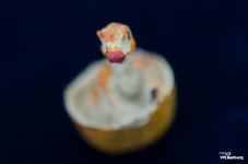40mm-close-up-ype-8.jpg