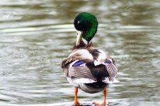 DSC_4946.jpg