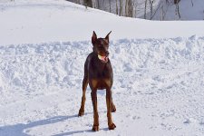 142522d1424971966t-bright-background-dsc_0971.jpg