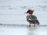 DSCN8907.jpg