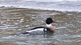 DSC_6865.jpg