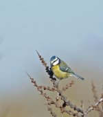 DSC_3650.jpg