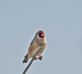 DSC_3636.jpg