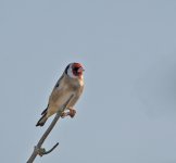 DSC_3637.jpg