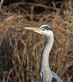 DSC_3593.jpg
