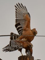 Hawk.jpg