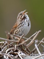 Sparrow.jpg