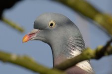DSC_8685.jpg