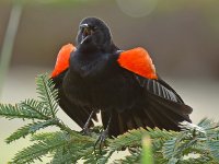 Blackbird8.jpg