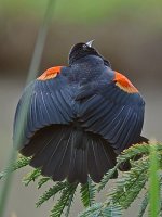 Blackbird4.jpg