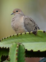 Dove.jpg