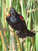 Blackbird.jpg