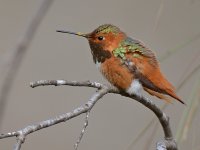 Hummer7.jpg