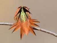 Hummer24.jpg