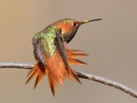 Hummer12.jpg
