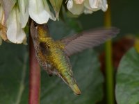 Hummer16.jpg