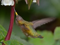 Hummer19.jpg