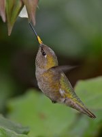 Hummer17.jpg