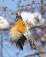 HungryRobins 301.jpg