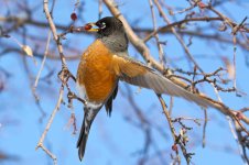 HungryRobins 303.jpg