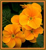 Yellow Primrose.jpg