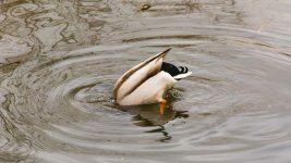DSC_0862.jpg