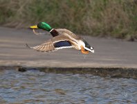 DSC_3553.jpg