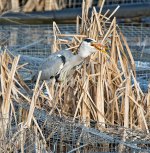 DSC_3715.jpg