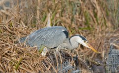 DSC_3747.jpg
