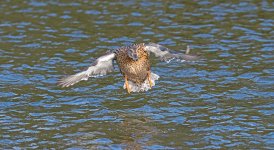 DSC_3786.jpg