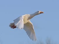 DSC_4275-1.jpg
