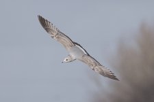 DSC_4096.jpg