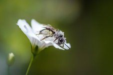 Nature's Bride.jpg