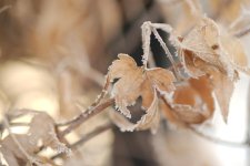 _DSC5984-105 Macro Hore Frost-0005.jpg