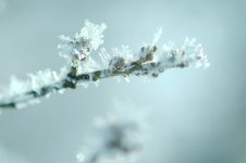 _DSC6027-105 Macro Hore Frost-0001.jpg